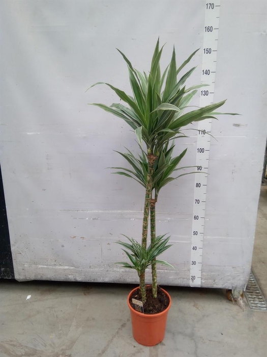 <h4>Dracaena fr de 'Warneckei'</h4>