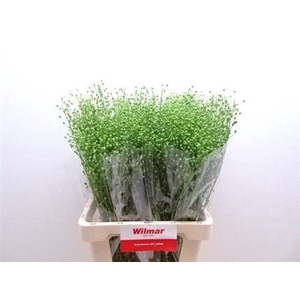 Lep Atraxxa Seed