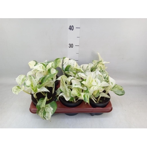 Epipremnum pinn. 'Happy Leaf'