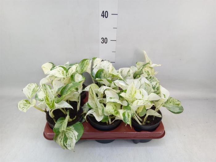 <h4>Epipremnum pinn. 'Happy Leaf'</h4>