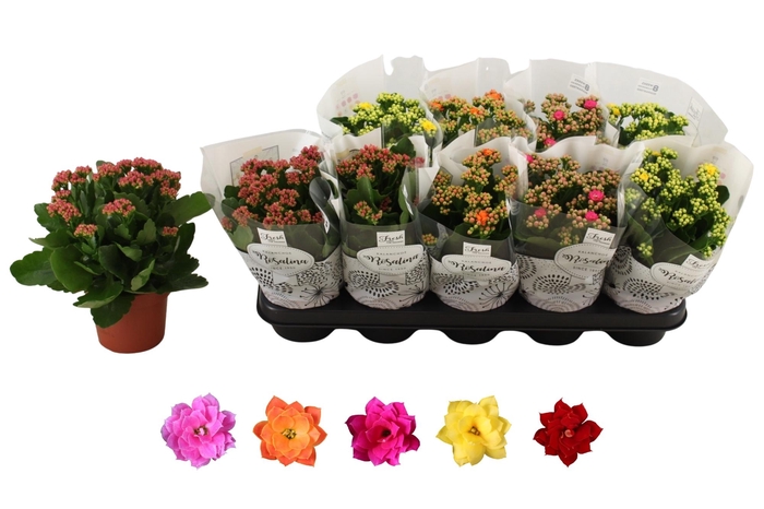 <h4>KAL GE RO GEM 5 KL</h4>