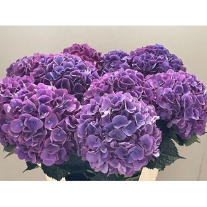Hydrangea royal opera