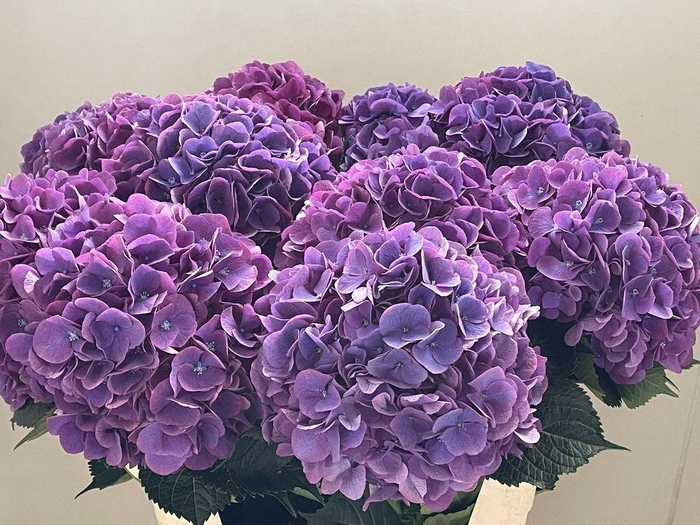 <h4>Hydrangea royal opera</h4>