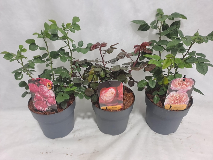 <h4>Roos struik grootbloemig P19 mix licentie</h4>