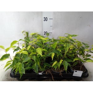 Ficus benja. 'Regidan'