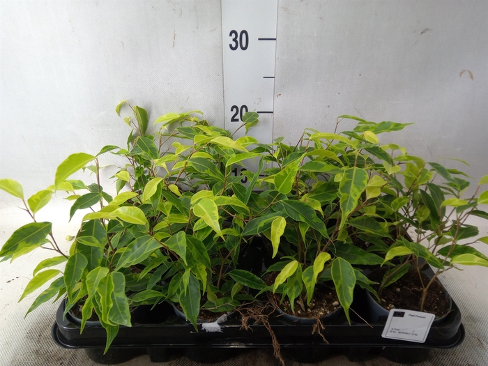<h4>Ficus benja. 'Regidan'</h4>