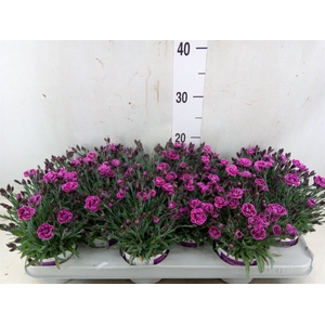 Dianthus  'Diantica Purple Wedding'