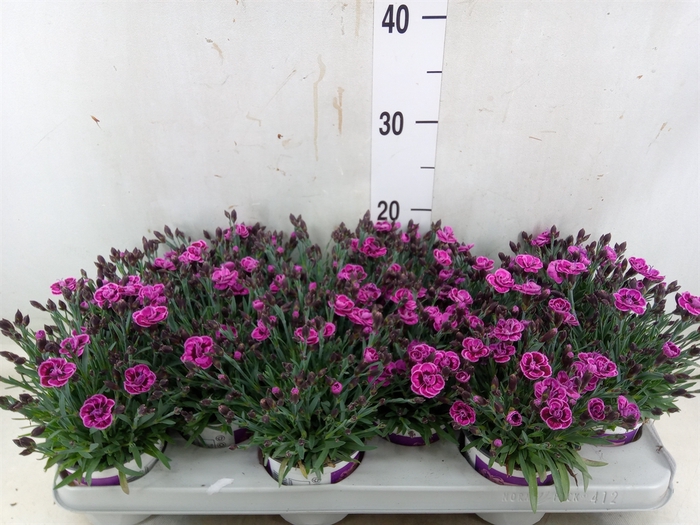 <h4>Dianthus  'Diantica Purple Wedding'</h4>