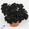 Begonia Magic Colours Dark Mambo