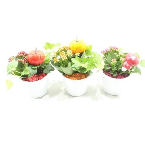 1068 Herfst Potje MIX