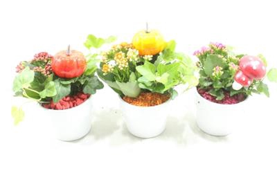 <h4>1068 Herfst Potje MIX</h4>