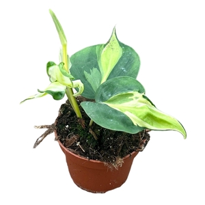 Philodendron Cream Splash