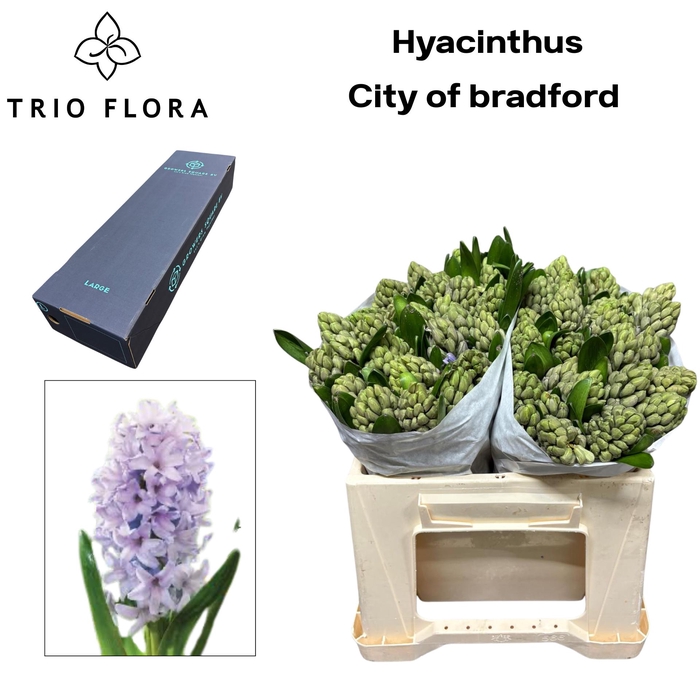 <h4>HYAC CITY OF BRADFOR Box L 150</h4>