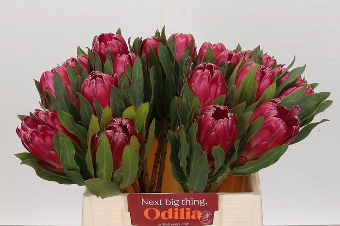 <h4>Protea Brenda</h4>