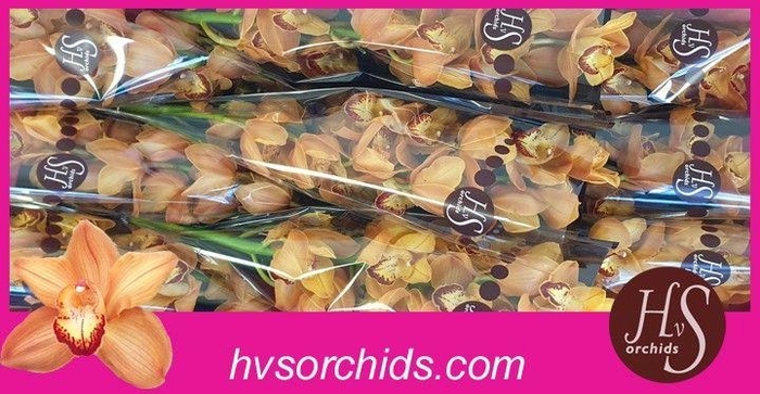 <h4>CYMB T MI BR ARANCIA 60 CM</h4>