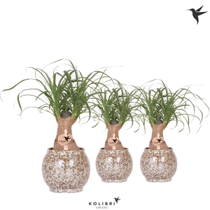 Kolibri Greens Beaucarnea in Safari pot