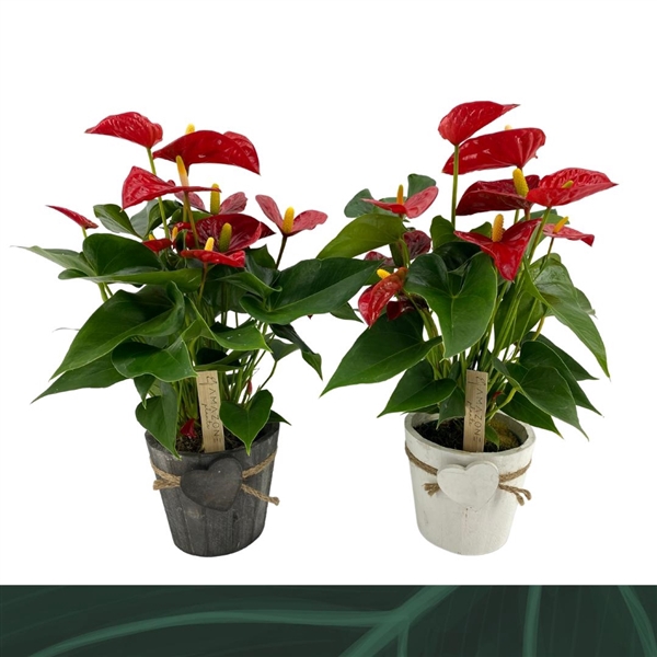 <h4>Anthurium Aristo 12cm Hartpot</h4>