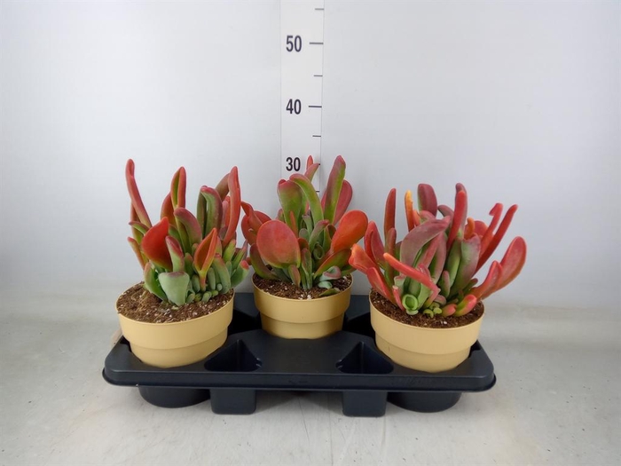 <h4>Kalanchoe NF ...</h4>