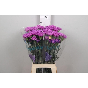 Di St Moonlite Lila