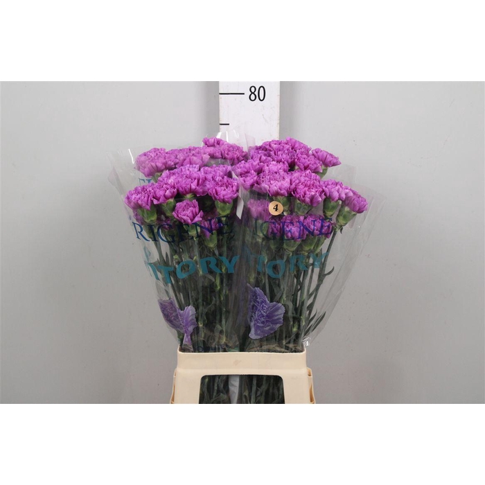<h4>Di St Moonlite Lila</h4>