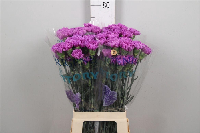 Di St Moonlite Lila