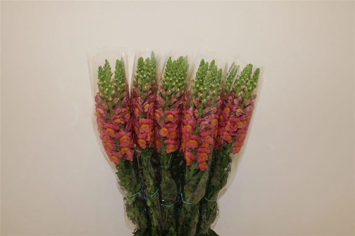 <h4>Antir Overig Orange</h4>