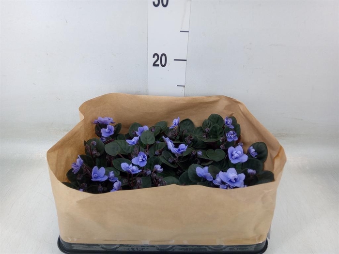 <h4>Saintpaulia   ...</h4>