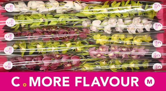 <h4>CYMB MI GEM</h4>