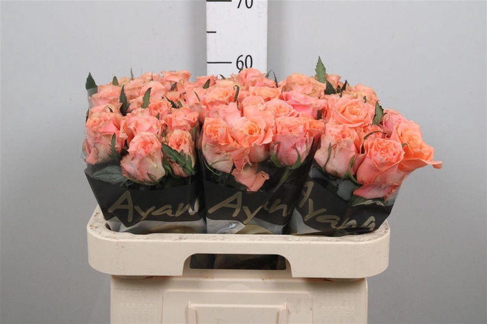 <h4>R Gr Blushing Reeva</h4>