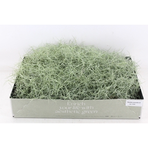 arr3 CP - Usneoides x6