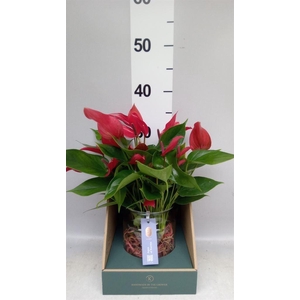 Anthurium  'Banderola Lava'