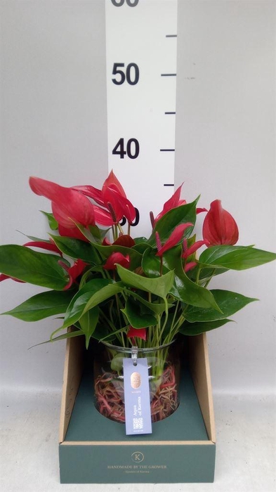<h4>Anthurium  'Banderola Lava'</h4>