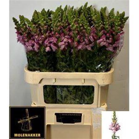 <h4>Antir Potomac Lavendel</h4>