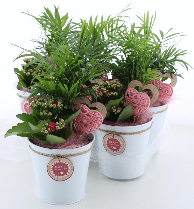 <h4>ARR KAMERPL</h4>