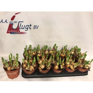 Narcissus Tete a Tete 12Ø 15cm