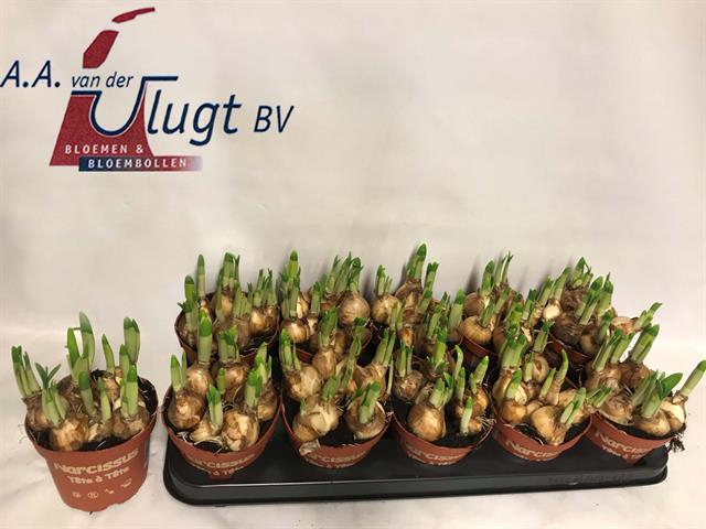 Narcissus Tete a Tete 12Ø 15cm