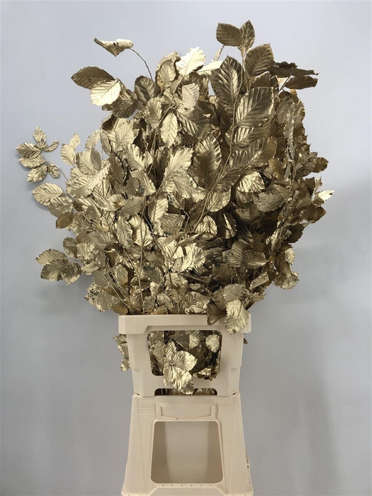 <h4>Fagus Gold Oro</h4>