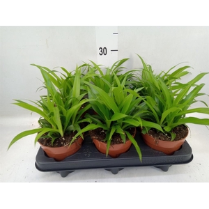 Chlorophytum com. 'Lemon'