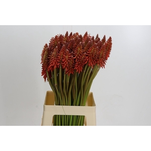 Kniphofia Eycone Red