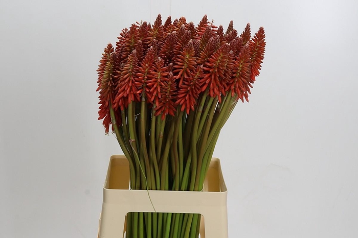<h4>Kniphofia Eycone Red</h4>