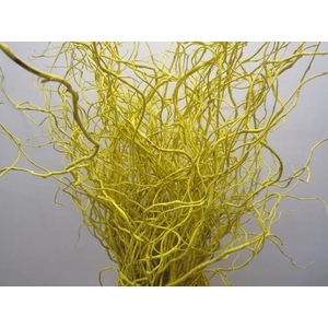 Salix Kronkelwilg Geel
