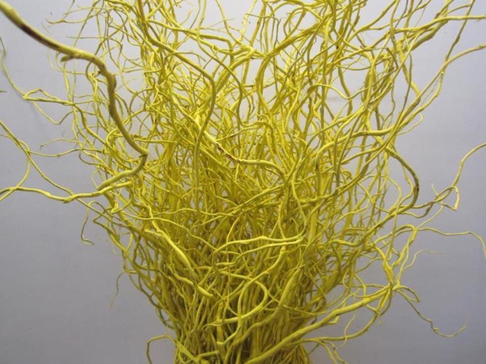 <h4>Salix Kronkelwilg Geel</h4>