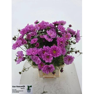 COSMOS BIPINNATUS