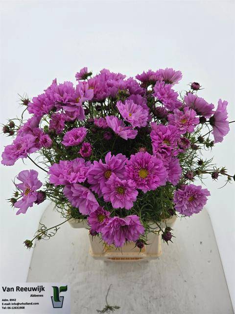 <h4>COSMOS BIPINNATUS</h4>