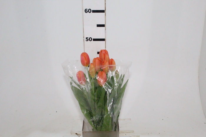 <h4>TULIPA LARANJA</h4>