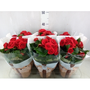 Begonia elat. DU 'Baladin'