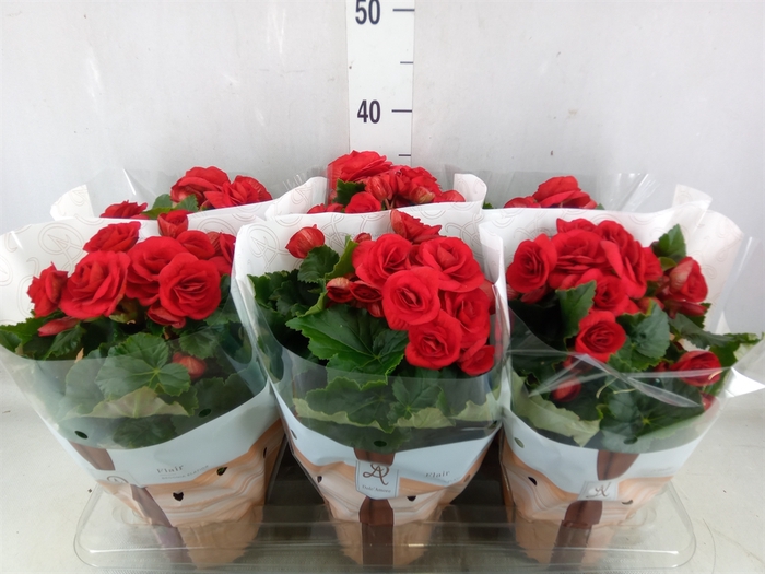 <h4>Begonia elat. DU 'Baladin'</h4>