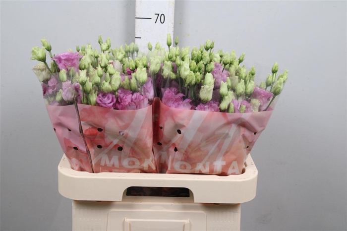 <h4>Eus G Celeb Grape</h4>