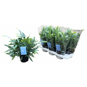 Phlebodium blue star 14Ø 40cm