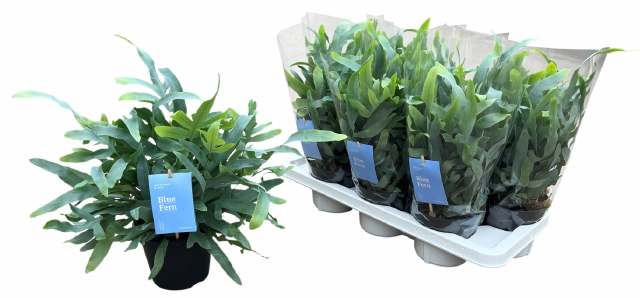 Phlebodium blue star 14Ø 40cm